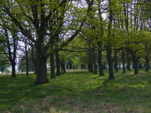 Avenue of oak trees, cTony Grant