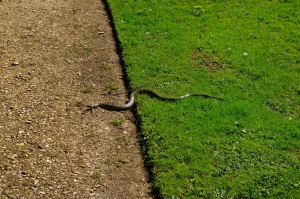 Harmless grass snake on the path